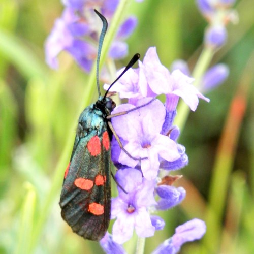 Five-spot burneton RikenMon's Nature.Guide