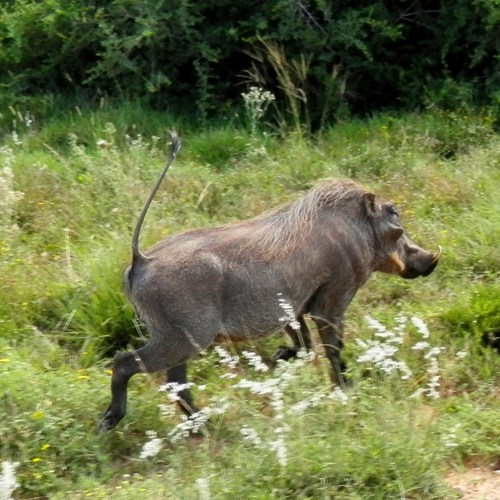 Warthogon RikenMon's Nature.Guide