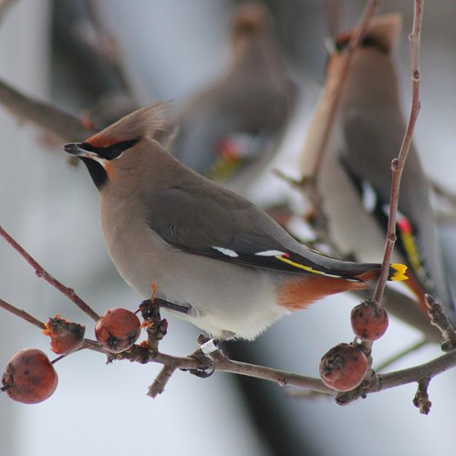 Bohemian waxwingon RikenMon's Nature.Guide