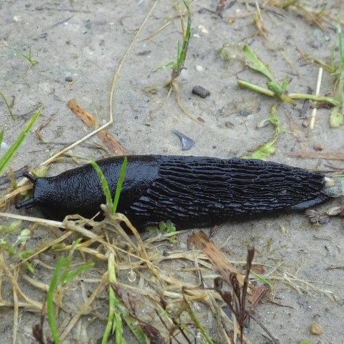 Black slugon RikenMon's Nature.Guide