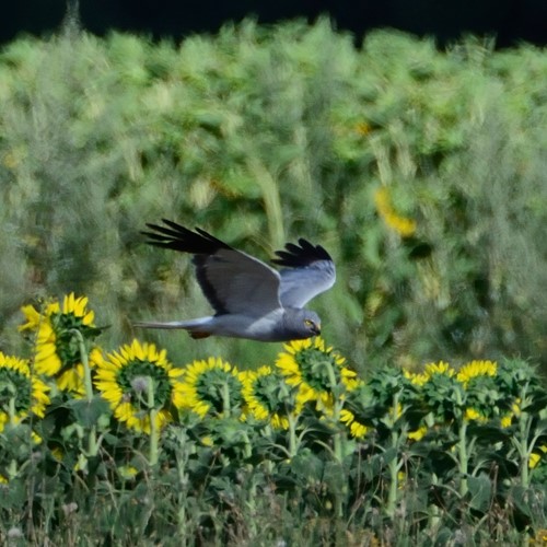 Hen harrieron RikenMon's Nature.Guide