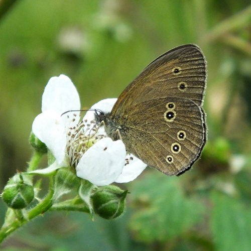 Ringleton RikenMon's Nature.Guide