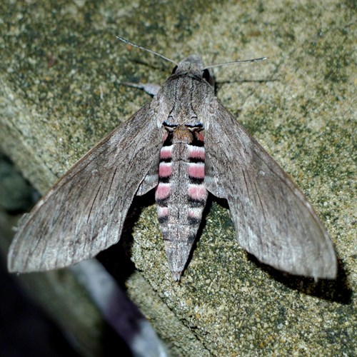 Convolvulus hawk-mothon RikenMon's Nature.Guide