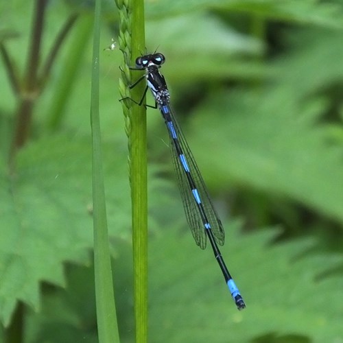 Variable damselflyon RikenMon's Nature.Guide