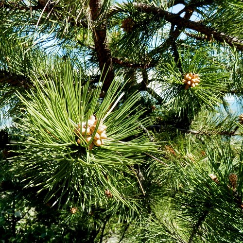 Scots pineon RikenMon's Nature.Guide