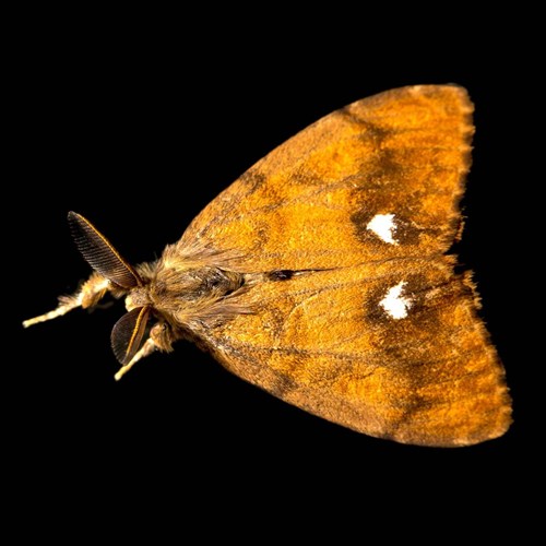 Rusty tussock mothon RikenMon's Nature.Guide
