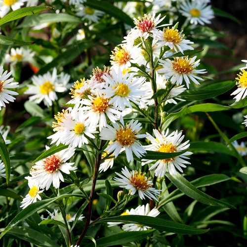 Panicled asteron RikenMon's Nature.Guide
