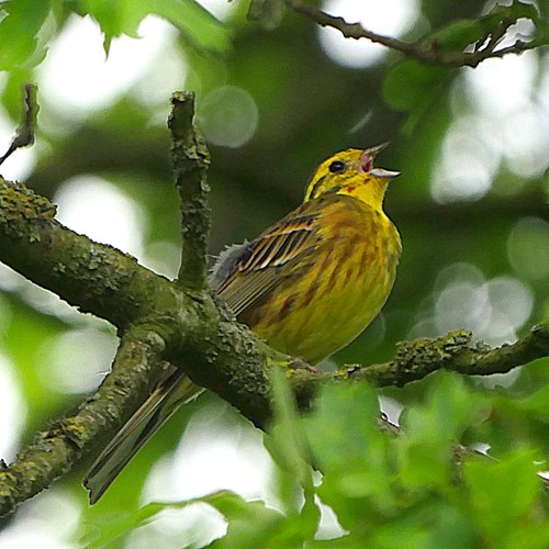Yellowhammeron RikenMon's Nature.Guide