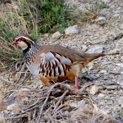 Red-legged partridgeon RikenMon's Nature.Guide