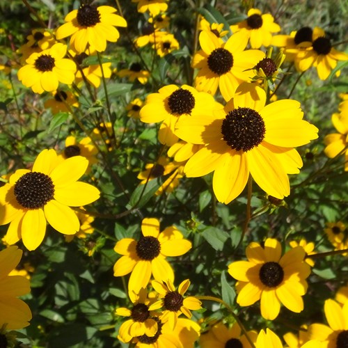 Black-eyed-susanon RikenMon's Nature.Guide