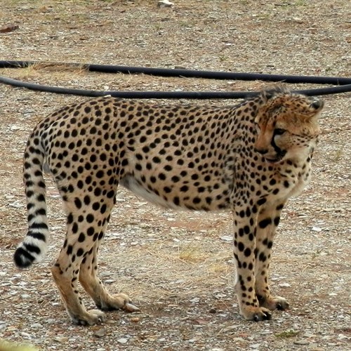 Cheetahon RikenMon's Nature.Guide