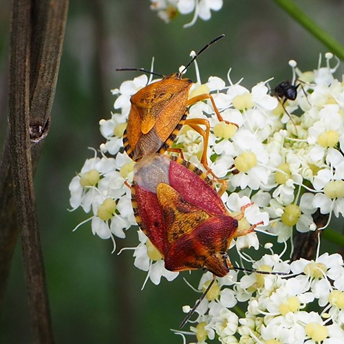 Carpocoris purpureipennis [L.]on RikenMon's Nature.Guide