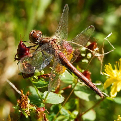 Common darteron RikenMon's Nature.Guide