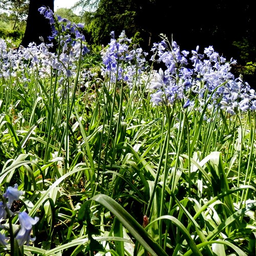 Bluebellon RikenMon's Nature.Guide