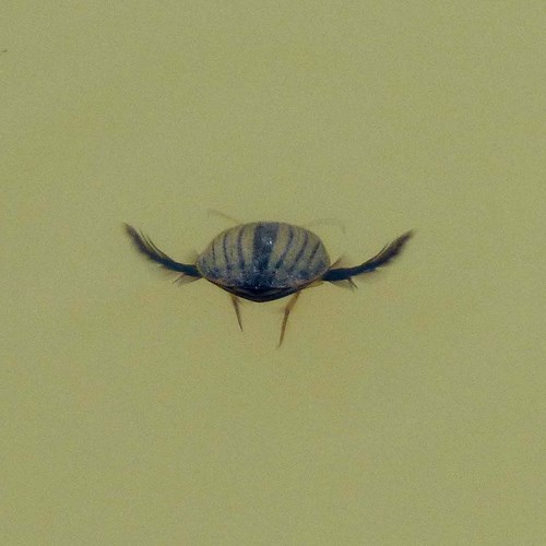 Great diving beetleon RikenMon's Nature.Guide