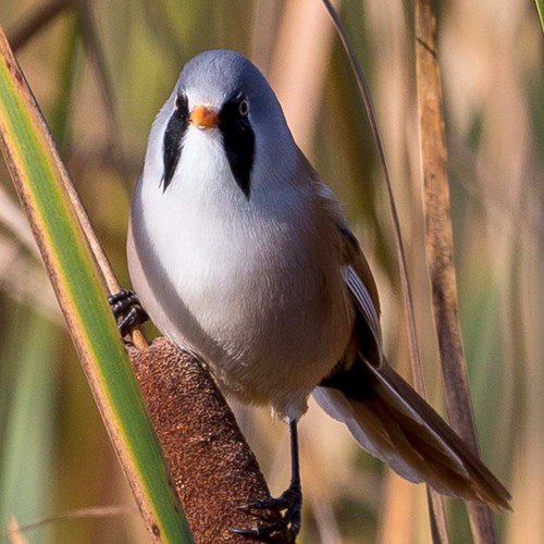 Bearded reedlingon RikenMon's Nature.Guide
