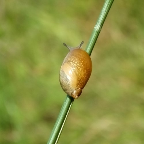 Large amber snailon RikenMon's Nature.Guide
