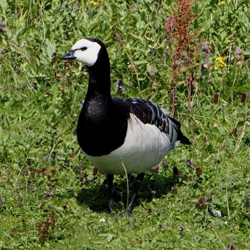Barnacle gooseon RikenMon's Nature.Guide