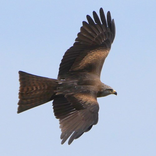 Black kiteon RikenMon's Nature.Guide