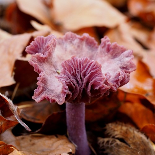 Laccaria amethystina [L.]Em Nature.Guide de RikenMon