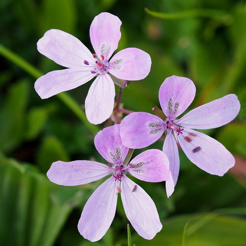 Erodium primulaceum [L.]on RikenMon's Nature.Guide