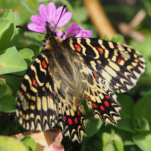 Spanish festoonon RikenMon's Nature.Guide