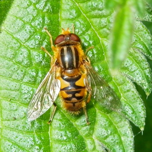 Parhelophilus versicolor [L.]Sur le Nature.Guide de RikenMon