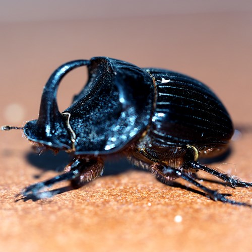 Copris hispanus [L.]on RikenMon's Nature.Guide