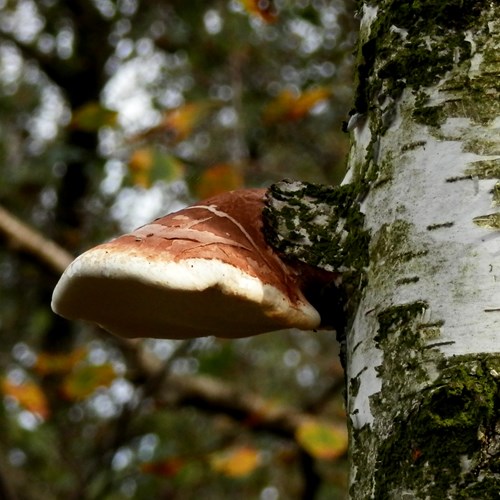 Birch polyporeon RikenMon's Nature.Guide