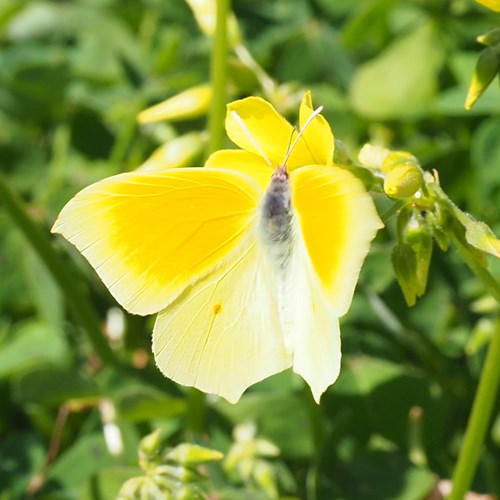 Cleopatra butterflyon RikenMon's Nature.Guide