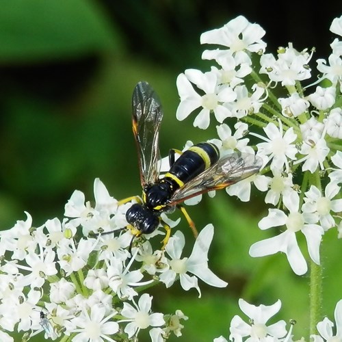 Tenthredo distinguenda [L.]on RikenMon's Nature.Guide