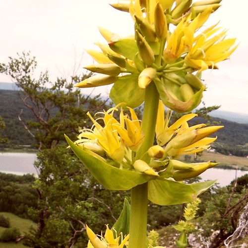 Great yellow gentianon RikenMon's Nature.Guide