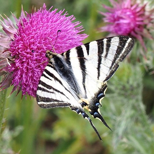 Scarce swallowtailon RikenMon's Nature.Guide