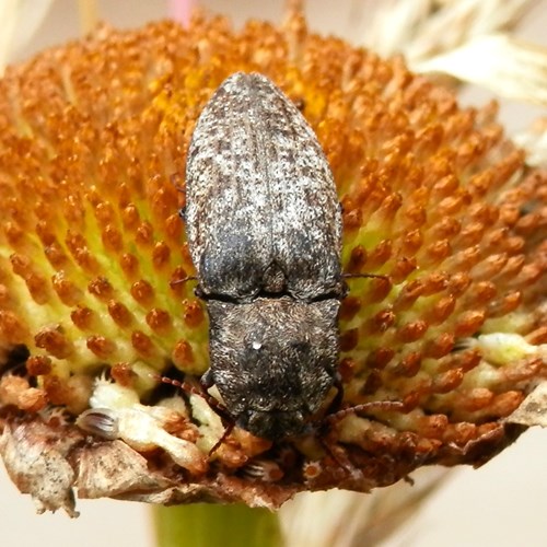Agrypnus murinus [L.]on RikenMon's Nature.Guide