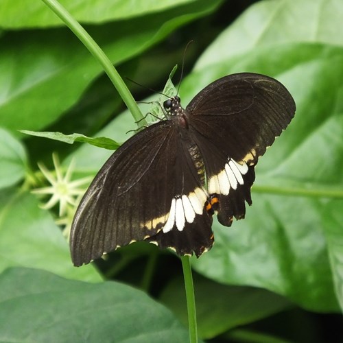 Common mormonon RikenMon's Nature.Guide