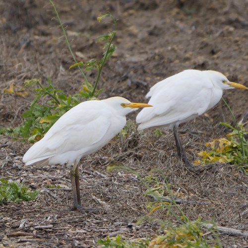 Cattle egreton RikenMon's Nature.Guide