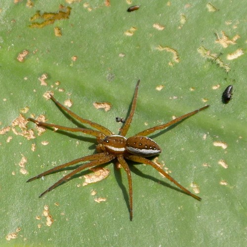 Raft spideron RikenMon's Nature.Guide