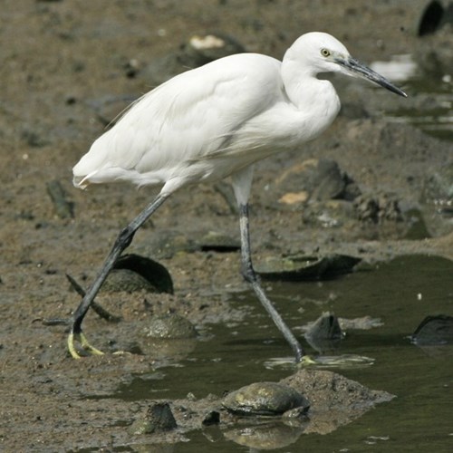 Little egreton RikenMon's Nature.Guide