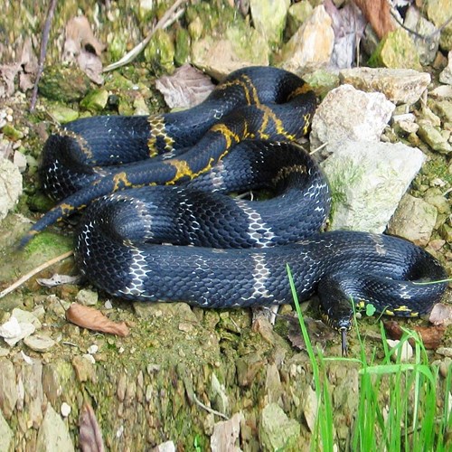 Russian ratsnakeon RikenMon's Nature.Guide