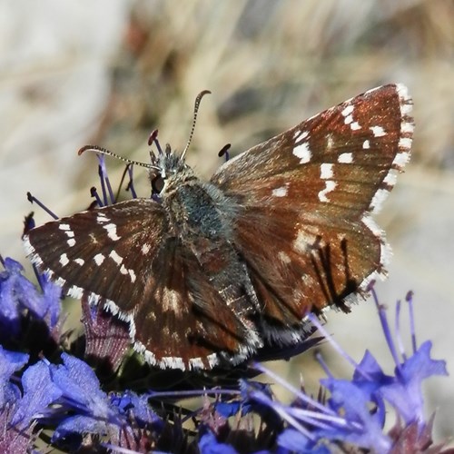 Cinquefoil skipperon RikenMon's Nature.Guide