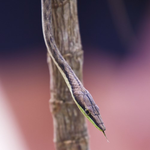 Mexican vine snakeon RikenMon's Nature.Guide