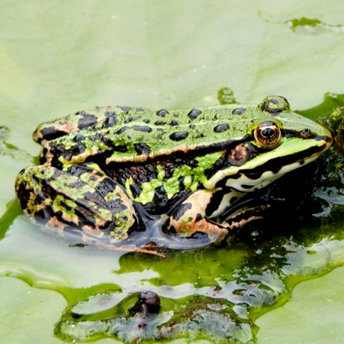 Marsh frogon RikenMon's Nature.Guide