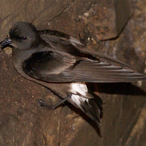 Storm petrelon RikenMon's Nature.Guide