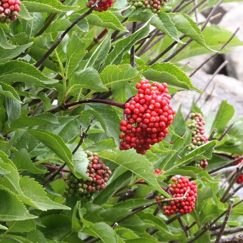 red elderberryon RikenMon's Nature.Guide