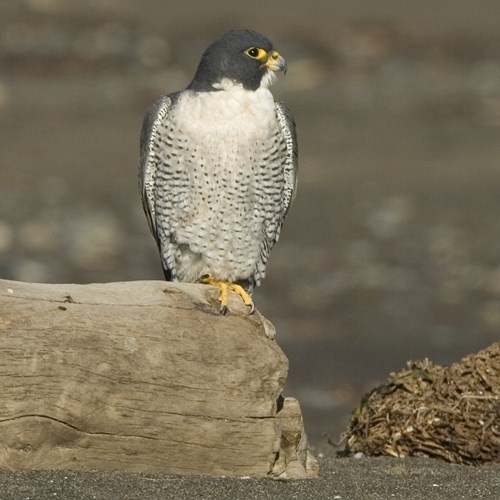 Peregrine falconon RikenMon's Nature.Guide