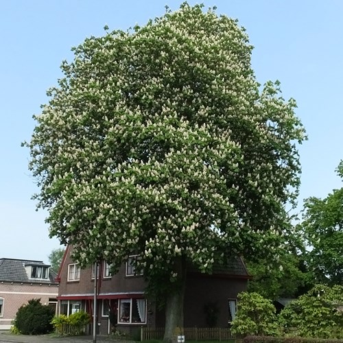 Horse-chestnuton RikenMon's Nature.Guide