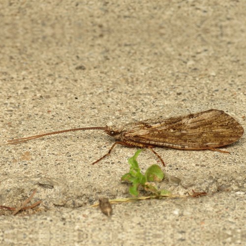 Caddis flyon RikenMon's Nature.Guide