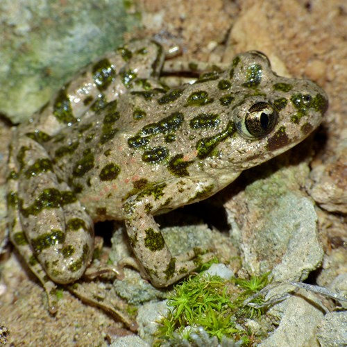 Parsley frogon RikenMon's Nature.Guide