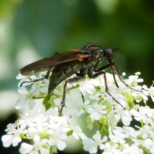 Empis tessellata [L.]on RikenMon's Nature.Guide