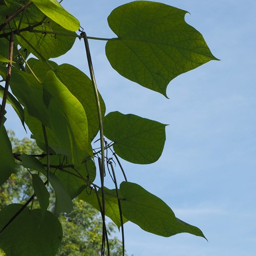 Cigartreeon RikenMon's Nature.Guide